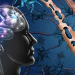 illustration of brain neurons and neural connections